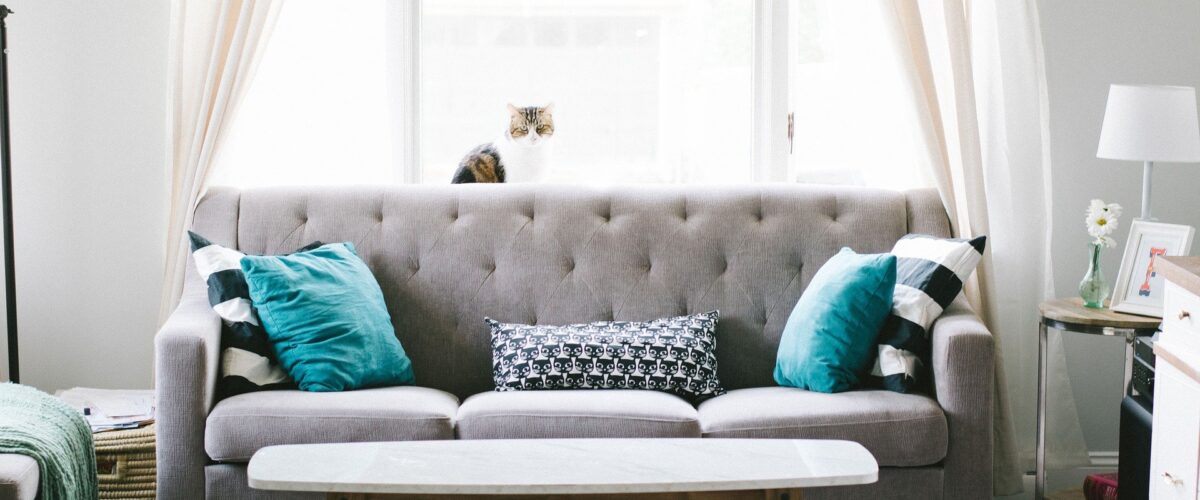 gray living room sofa with cat