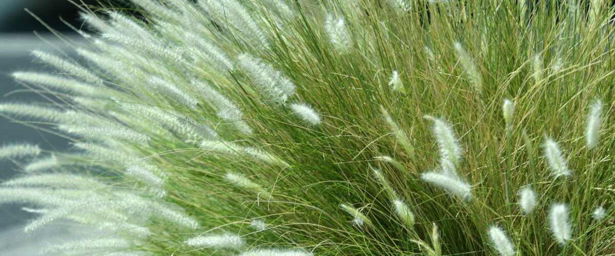 Ornamental grass
