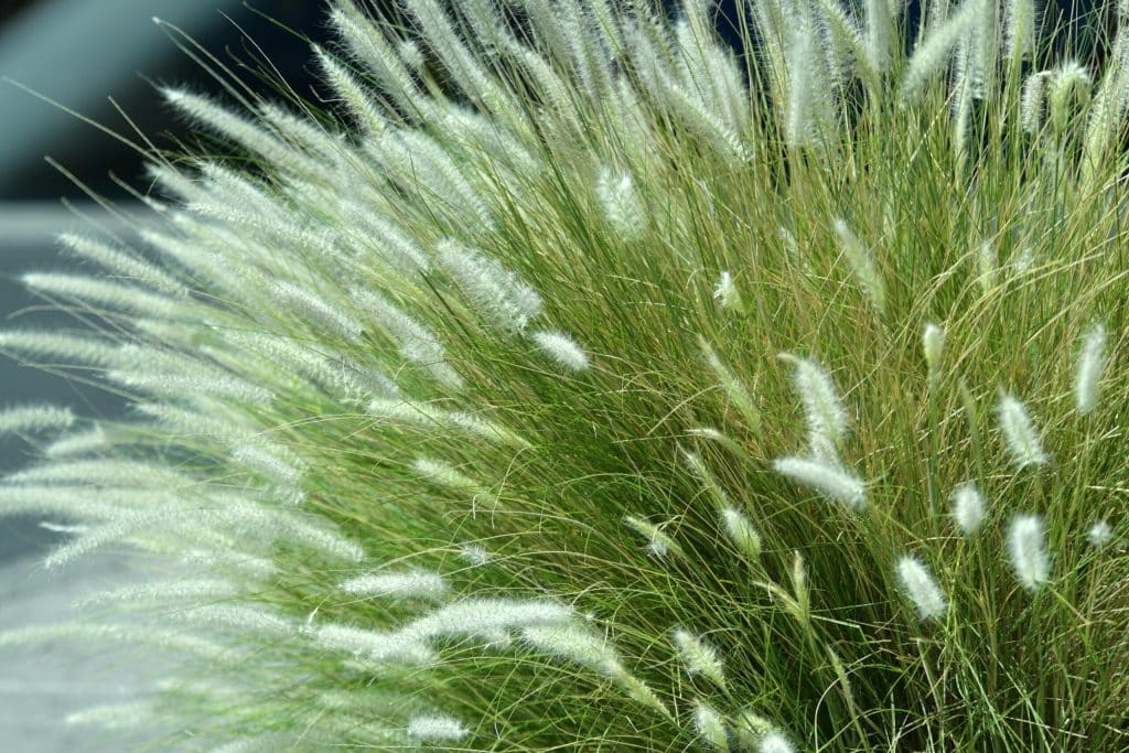 Ornamental grass